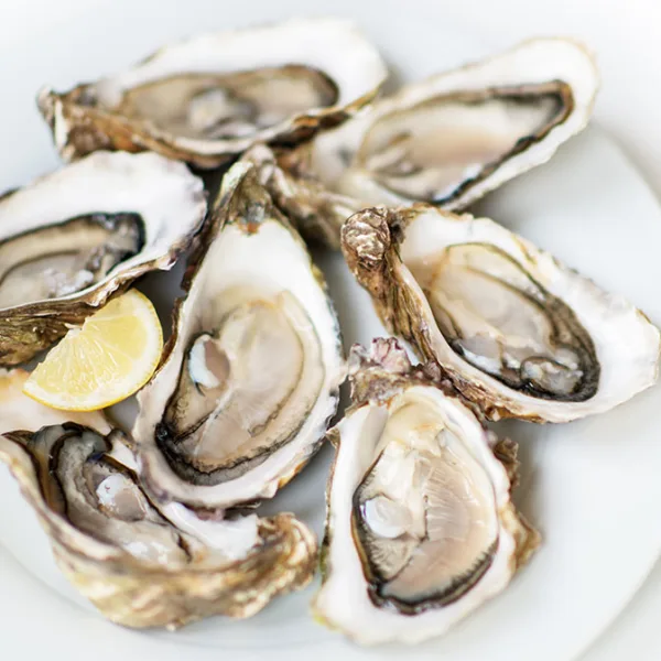 Oysters on Ice